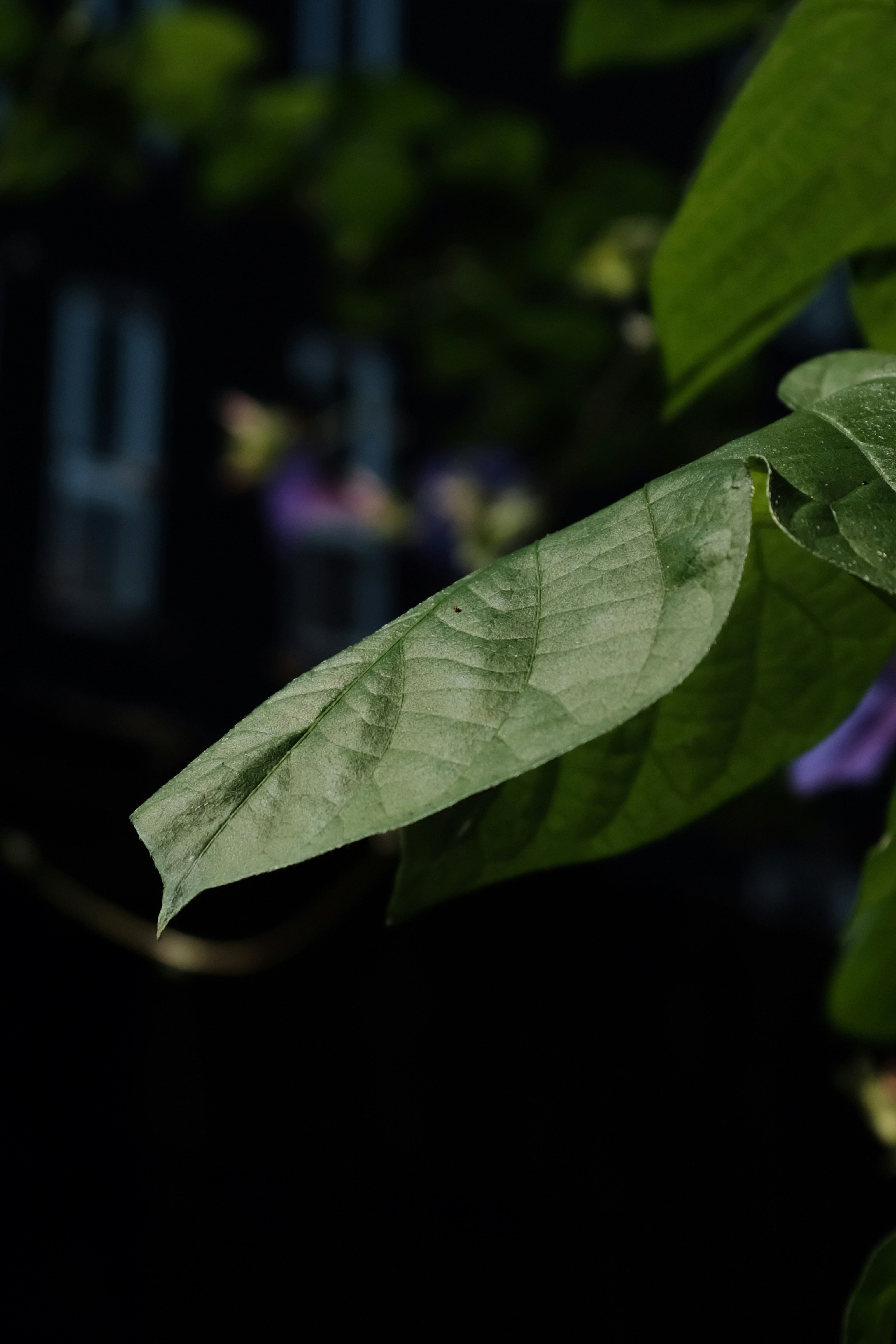 shallow focus photo of green leaf